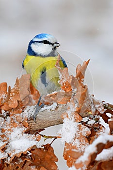 Blue tit in winter