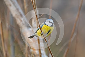 Blue tit in winter, Scientific name: Cyanistes Caeruleus