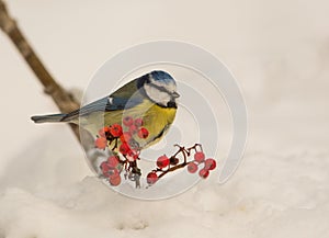 Blue Tit in winter time