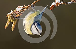 Blue tit on a winter twig