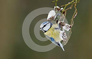 Blue tit on a winter twig