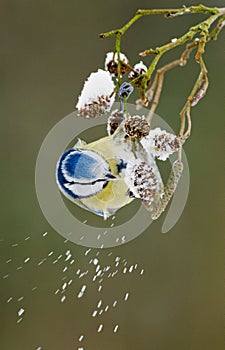 Blue tit on a winter twig
