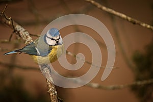 Blue tit on a winters day