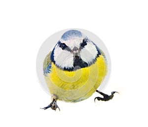 blue titmouse (Parus caeruleus