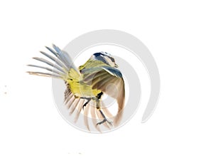 Titmouse (Parus caeruleus) in flight