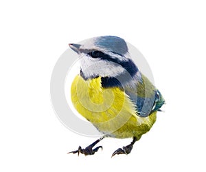 blue titmouse (Parus caeruleus