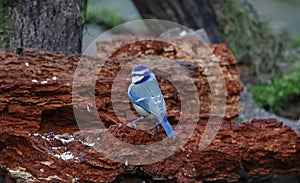 Blue tits feeding in the woods in Yorkshire