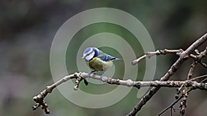 Blue tits feeding in the woods in Yorkshire