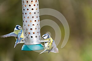 Blue tits landing on a bird feeder