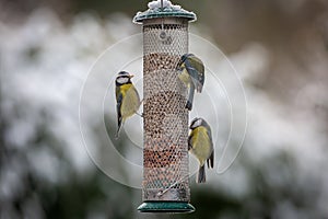 Blue tits perched on a bird feeder on a snowy Decmber day