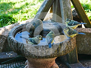 Blue tits round the pool