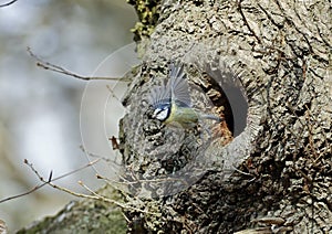 Blue tits at their nest hole in the woods