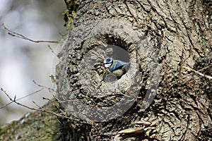 Blue tits at their nest hole in the woods