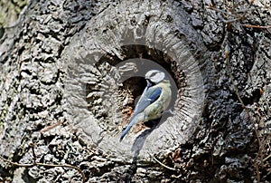 Blue tits at their nest hole in the woods