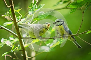 Blue tits on twig, one feeding a baby