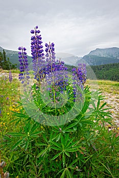 Blue to violet flowers of Early purple orchid