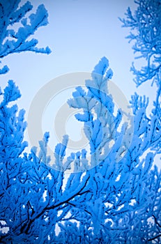 Blue tone snowy branches