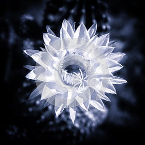 Blue toned cactus flower in bloom