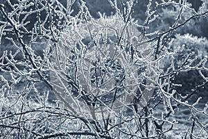 Blue toned winter thorn bush