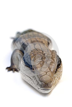 Blue Tongue Lizard