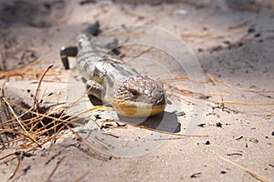 Blue tongue lizard