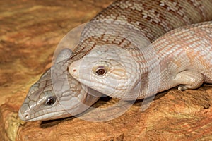 Blue-tongue lizard