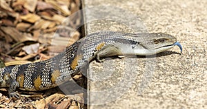 Blue tongue lizard.