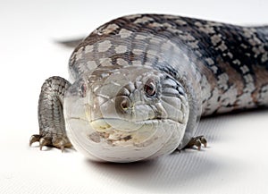 Blue tongue lizard