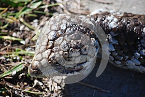 Blue tongue lizard 6