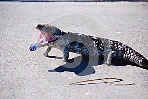 Blue tongue lizard 7