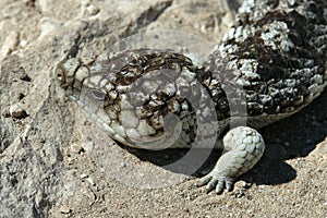 Blue tongue lizard