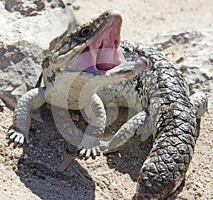 Blue tongue lizard with mouth open