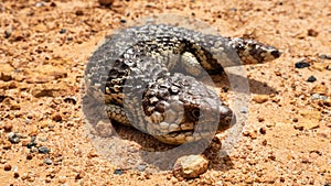 Blue tongue lizard, reptile, Australia