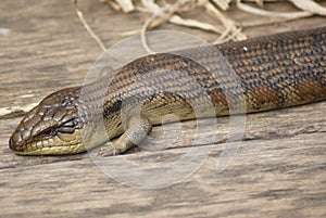 Blue Tongue Lizard Sleeping