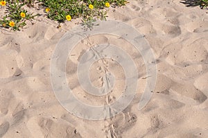 Blue tongue lizard spoor on the sand photo