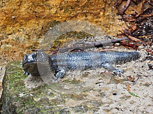 Blue Tongue Lizard Statue, Katoomba, NSW, Australia