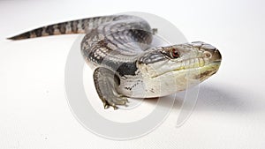 Blue tongue lizard