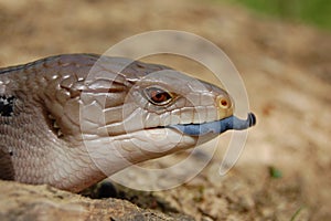 Blue Tongue Skink