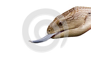 Blue Tongue Skink with tongue out