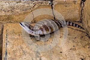 Blue Tongue Skink, Upper Hunter Valley, NSW, Australia