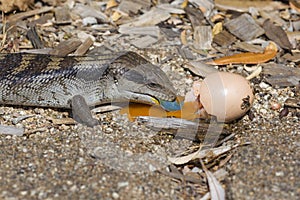 Blue Tongued Lizard