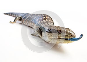 Blue tongued lizard