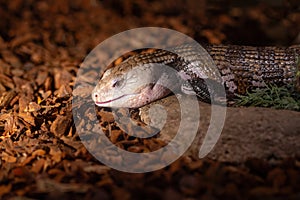 Blue-tongued Lizard or Blue-tongued Skink