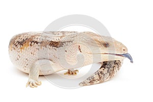 Blue Tongued Skink