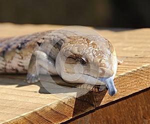 Blue Tongued Skink