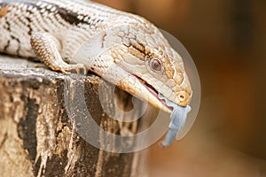 Blue-tongued skink