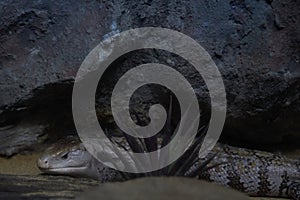 Blue-tongued skink hide behind small grass on sand floor and cliff background