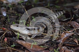 Blue-tongued skink lizard Tiliqua gigas