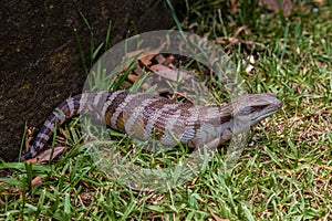 Blue tongued Skink Scincidae in a garden, Upper Hunter Valley, NSW, Australia