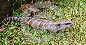 Blue tongued Skink scincoides in a garden, Upper Hunter Valley, NSW, Australia